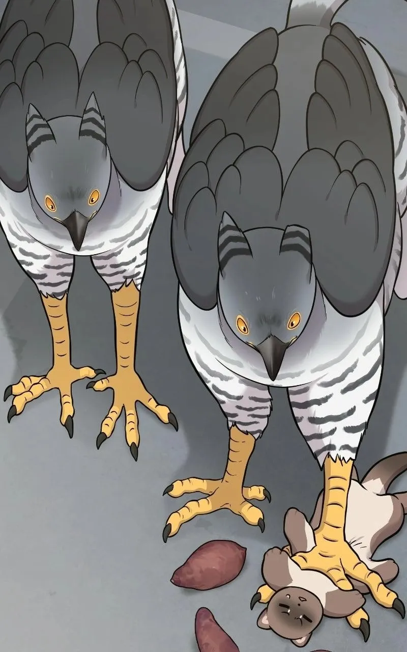 Hello, Griffin the Fluffy Bird! Chapter 53 397 ac58deebaeca